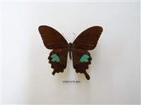 藏品(臺灣琉璃翠鳳蝶)的圖片